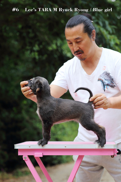 마뇽 이미지