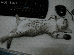 고양이 새끼들 .gif | 인스티즈