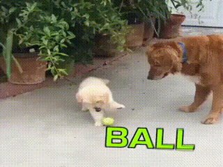 모든게 신기한 강아지.gif | 인스티즈