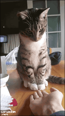 고양이가 싫어하는 행동.gif | 인스티즈