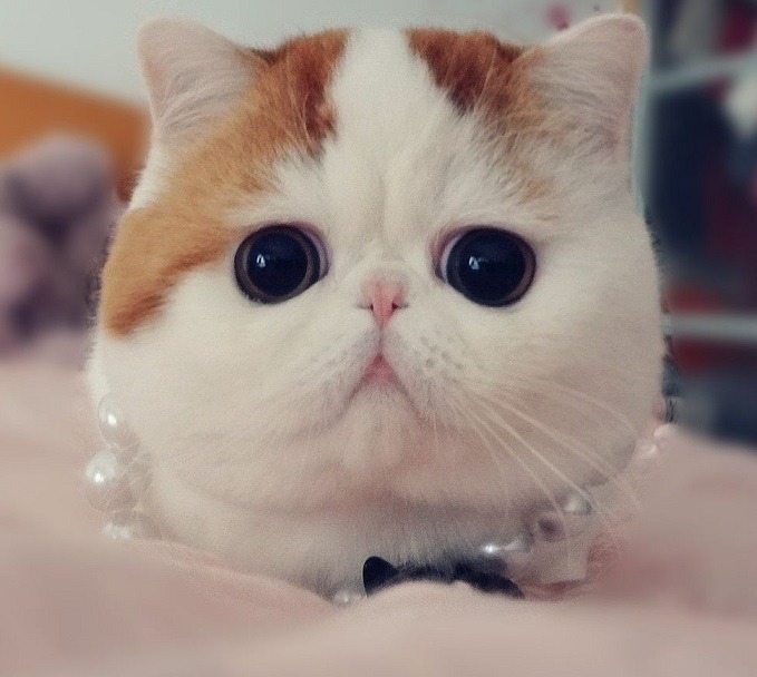 스누피 이미지