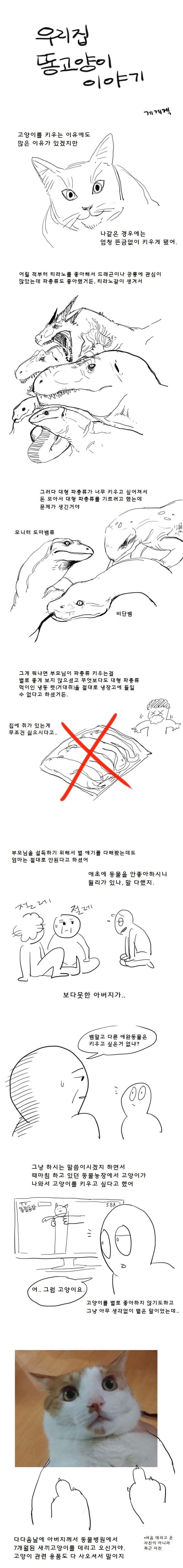 DC 냥갤의 고양이 웹툰 | 인스티즈