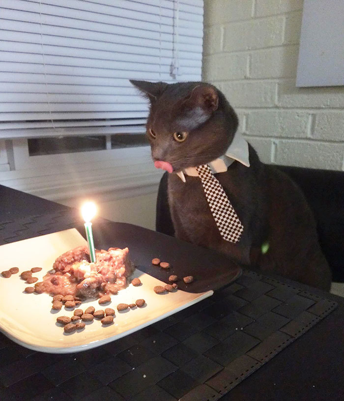 생일파티하는 동물들.jpg | 인스티즈