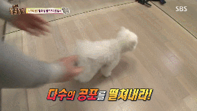 누가 봐도 사자임 아무튼 사자임.gif | 인스티즈