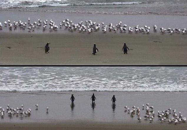 남극의 흔한 일진 jpg | 인스티즈