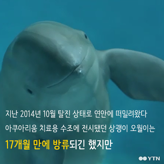 멸종 위기종을 수족관에 전시하는 이상한 나라 | 인스티즈
