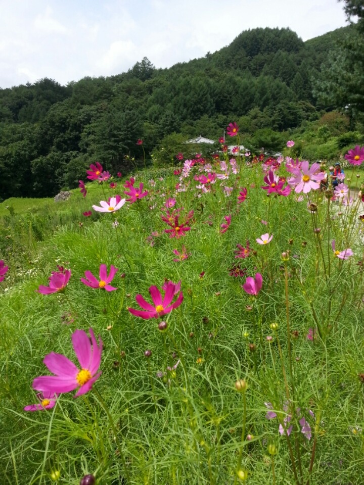 (주)청마루 이미지