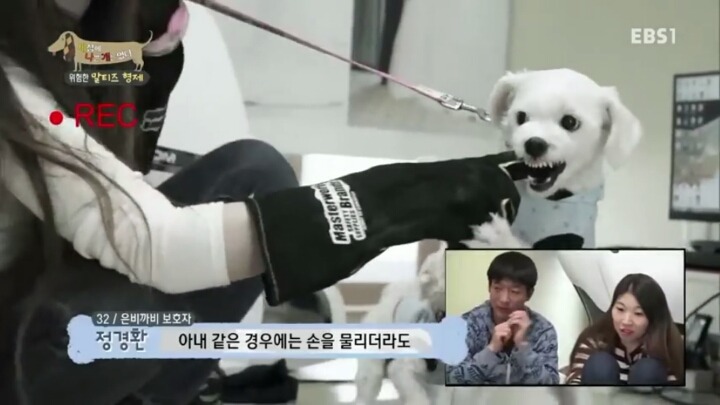 [세나개] 공격적인 반려견이 되는 이유 1부.jpg | 인스티즈