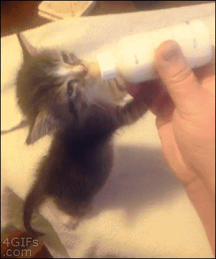 고양이 새끼들 .gif | 인스티즈