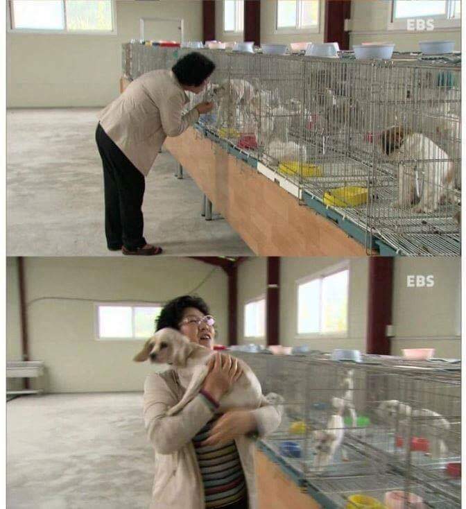 나는 아직 살수 있는데 왜 죽으라하나요 | 인스티즈