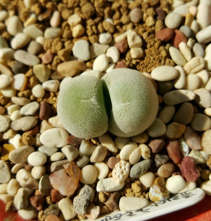 예목 이미지