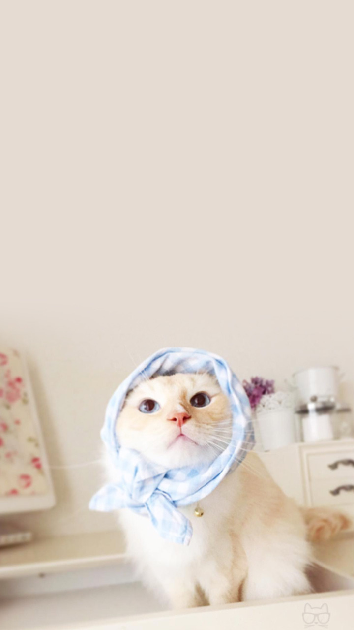 2017 첫고양이 | 인스티즈