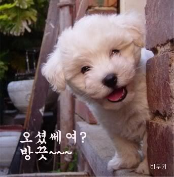 보까 이미지