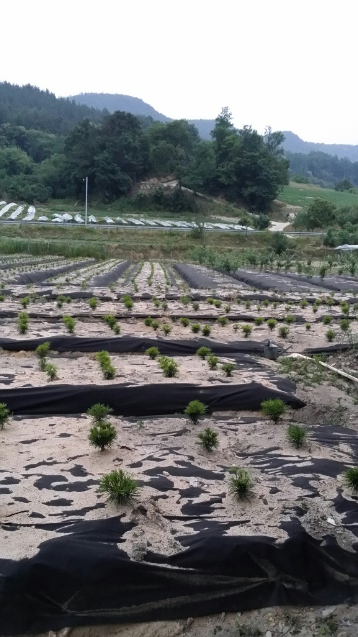 영화나무 이미지