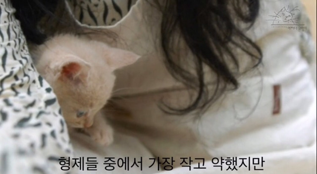 내 고양이의 장례식(슬픔주의) | 인스티즈