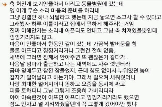 다시는 강아지 안 키운다 | 인스티즈