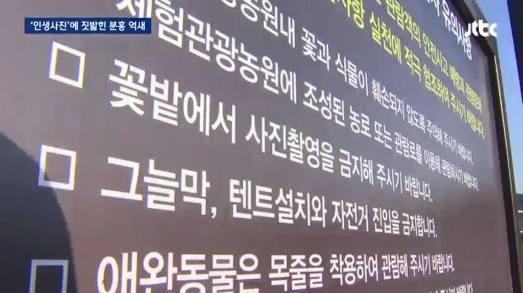 인생사진에 짓밟힌 분홍 억새.jpg | 인스티즈