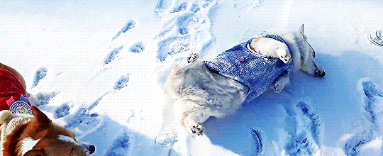 짱덕 터지는 썰매 끄는 댕댕이.gif | 인스티즈