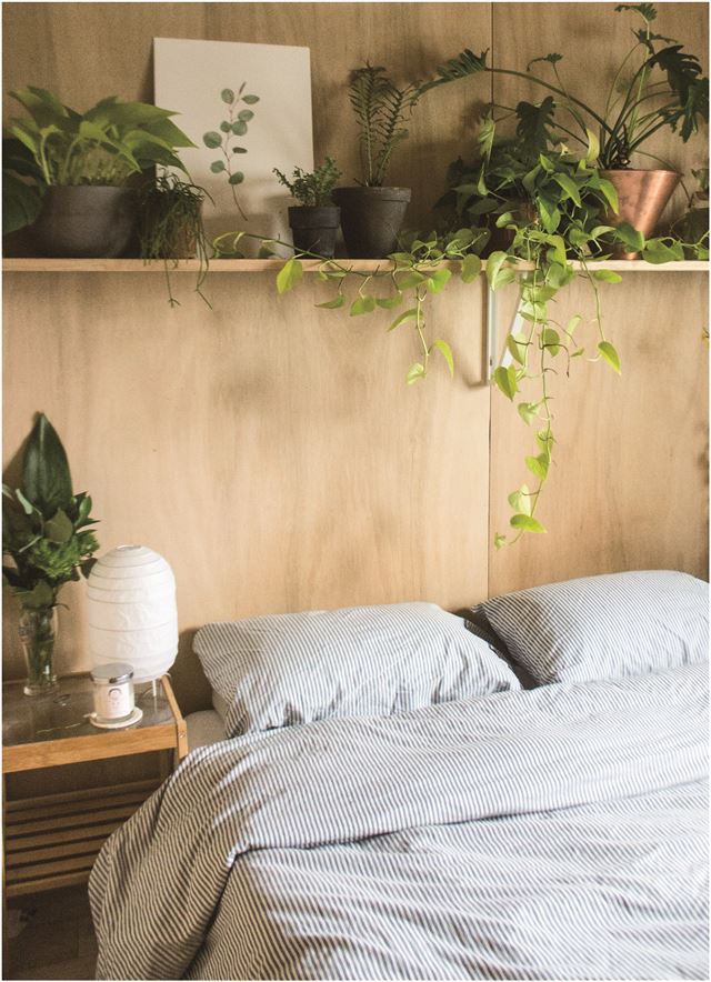 키우는 족족 죽는다구요? 수더분한 식물이 따로 있어요 | 인스티즈