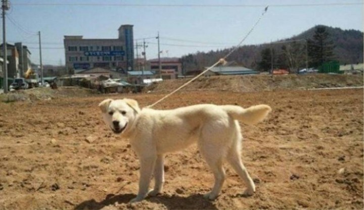 시골개가 혼자서 산책하는 방법 | 인스티즈