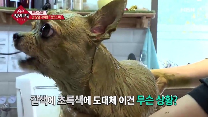 강아지 아로마테라피.jpg | 인스티즈