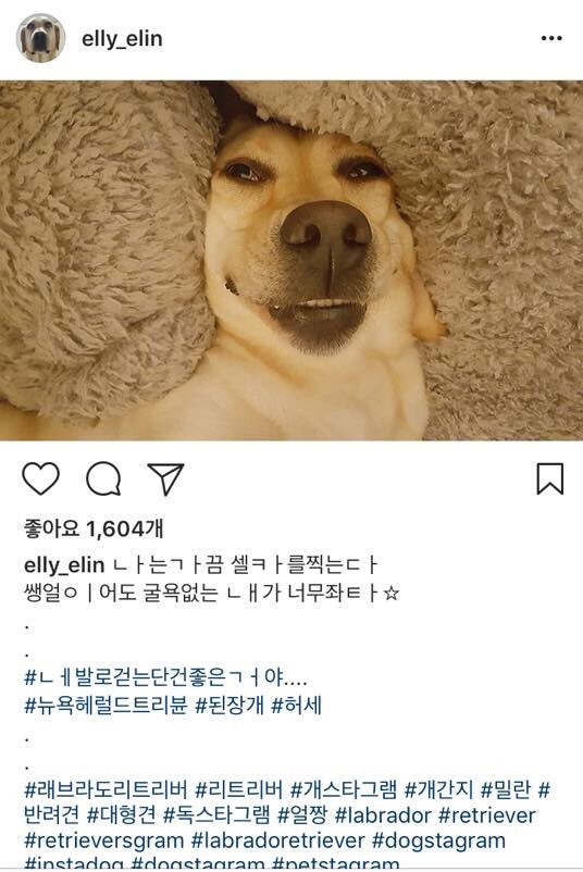 어느 리트리버의 일상 | 인스티즈