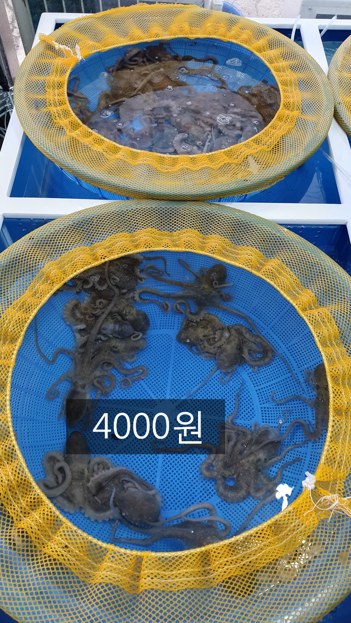 목포뻘낙지 이미지