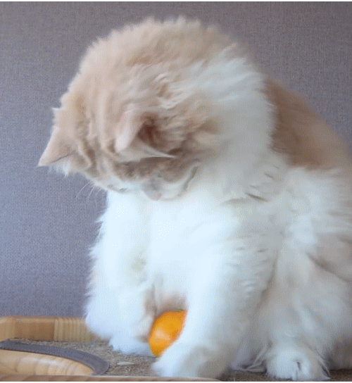 매력 터지는 동네 바보 고양이 | 인스티즈