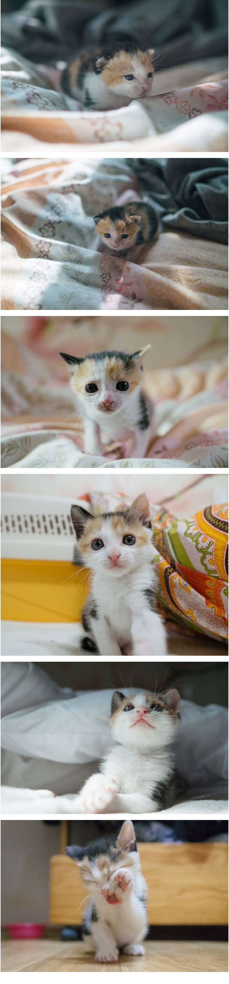 아기냥이 | 인스티즈