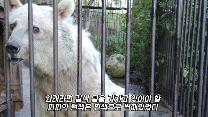 30년간 학대받은 곰 자연으로 돌아간 후 놀라운 변화 | 인스티즈