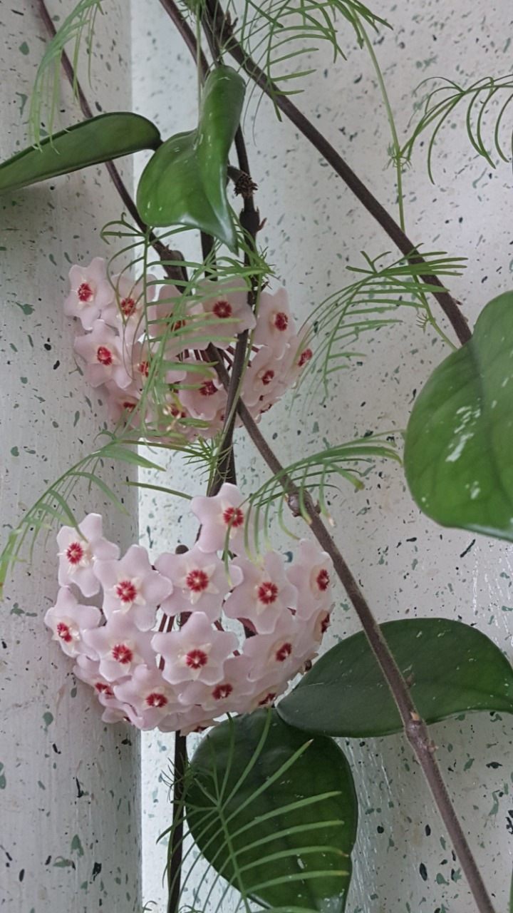 호야 이미지