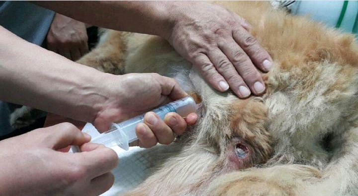 복수가 차서 고통스러워하는 오손이에게 후원을 해주세요 (사진주의) | 인스티즈