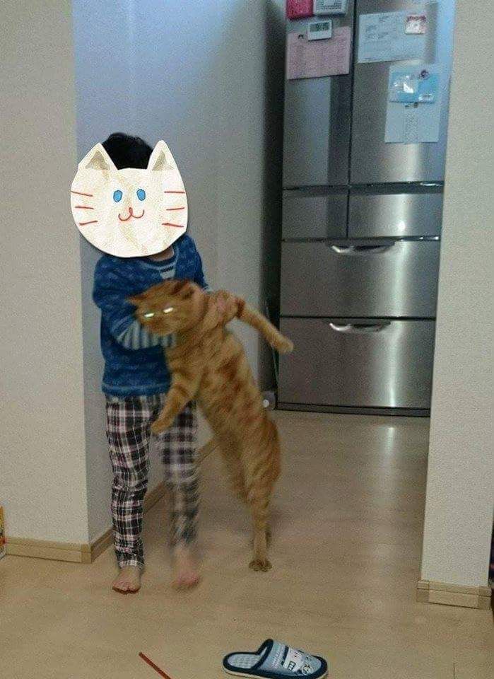 망한 고양이 사진대회 | 인스티즈