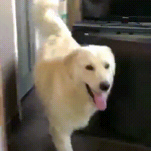 눈치보는 댕댕이 | 인스티즈