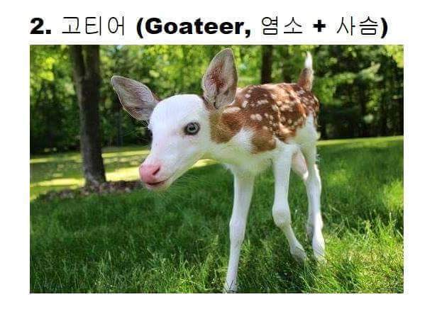 교배성공한 희귀동물들 | 인스티즈