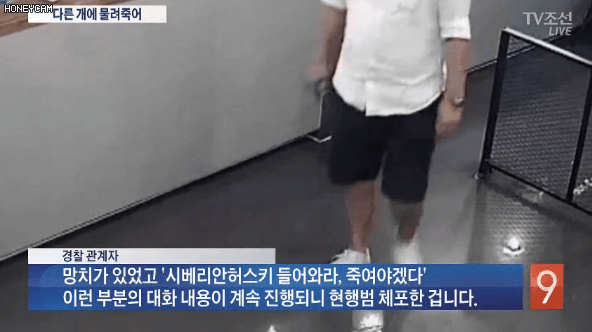 애견카페사건 망치 CCTV.gif | 인스티즈