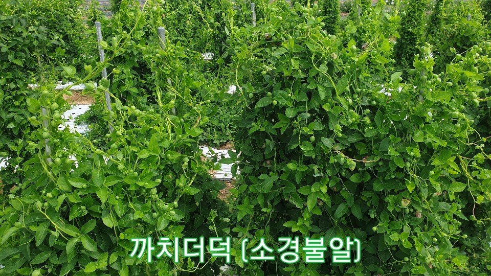 까치수퍼 이미지