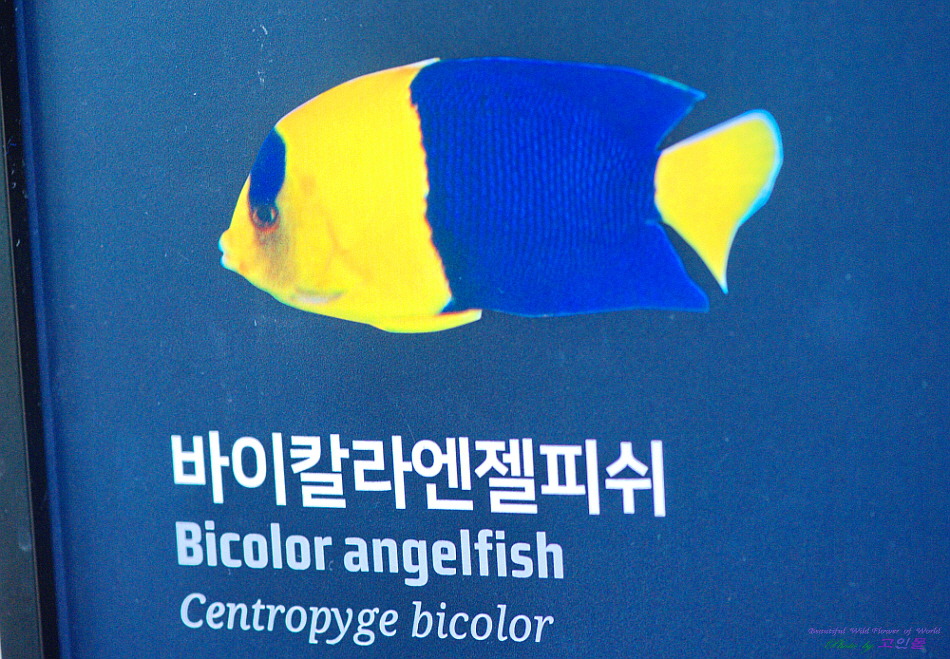 칼라앤젤 이미지