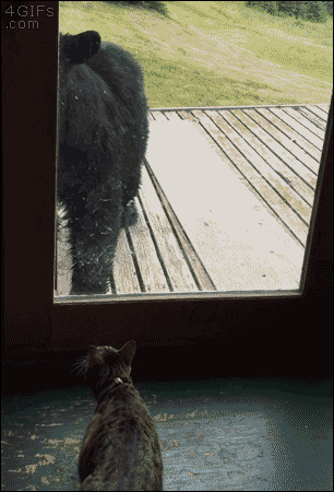 곰을 만났을때 살아남는 방법.gif | 인스티즈