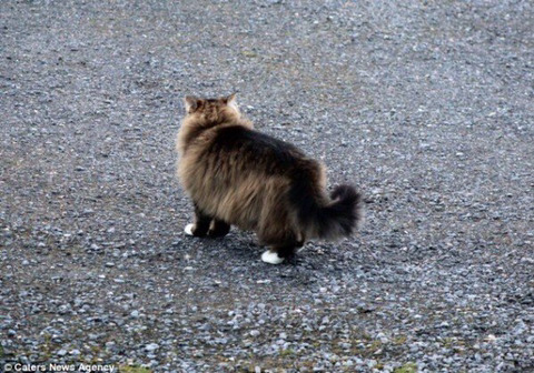 침입한 여우를 쫓아내는 | 인스티즈