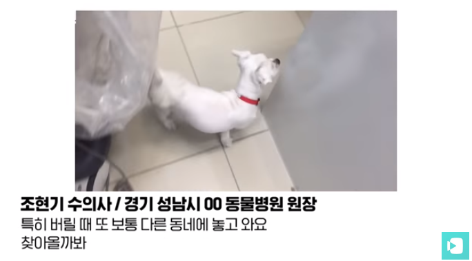 폭염 속 버려진 똘똘이가 모니로 개명한 사연 | 인스티즈