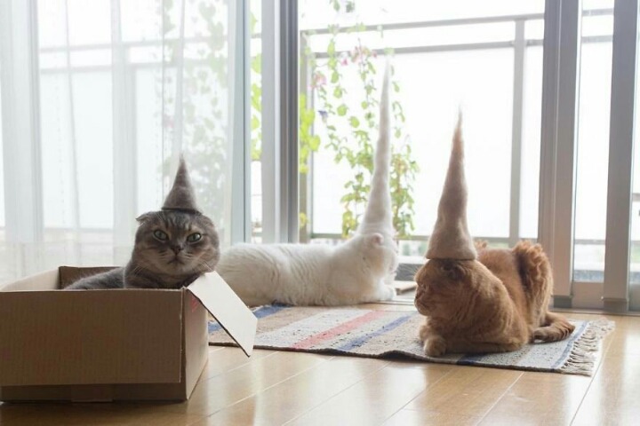 고양이 단짠단짠 모음 2탄 (귀여움 주의) | 인스티즈