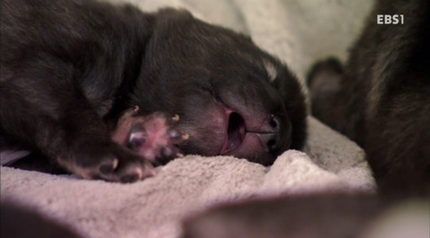 댕댕이와함께보는 댕댕 아깽 힐링영상 ＜야옹멍멍 귀여워-쑥쑥자라는 아기들＞ | 인스티즈