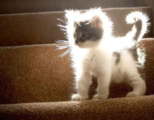 햇빛과 고양이 | 인스티즈