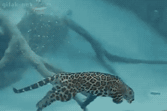 잠수하는 재규어.gif | 인스티즈