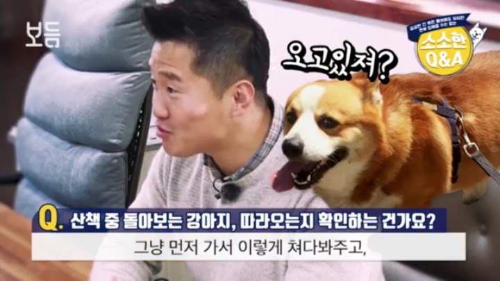 산책 중에 강아지가 뒤돌아보는 이유 | 인스티즈