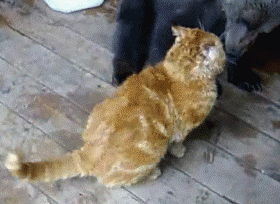 곰을 만났을때 살아남는 방법.gif | 인스티즈