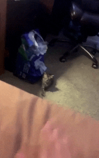 냥이야 이리온.gif | 인스티즈