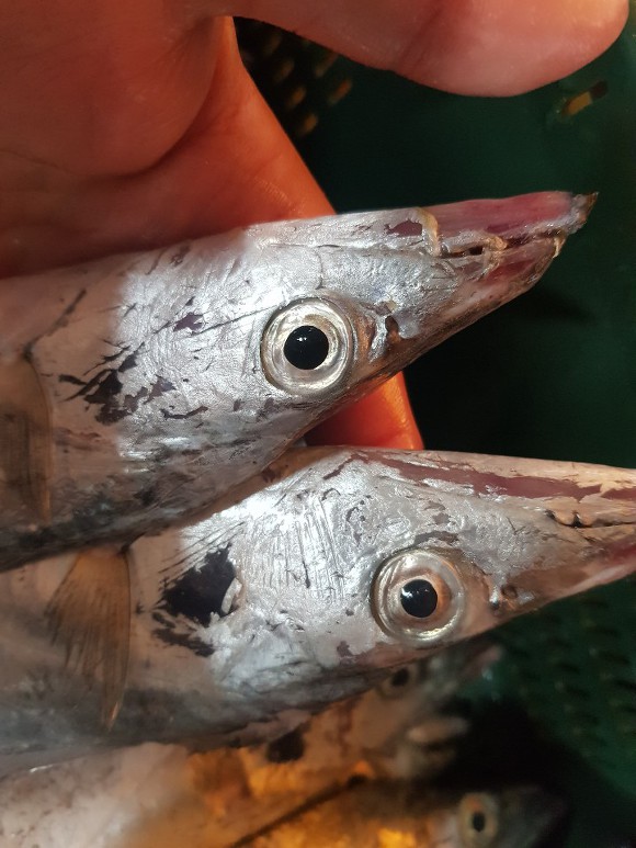 올바른수산 이미지
