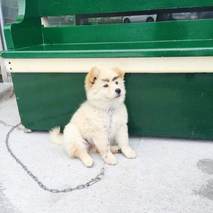 눈썹이 생긴 댕댕이 | 인스티즈